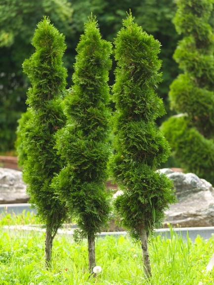 Arborvitae Green Giant