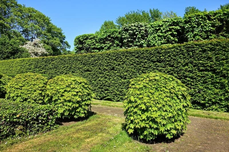 How to Move a Hedge or Bush in Your Garden