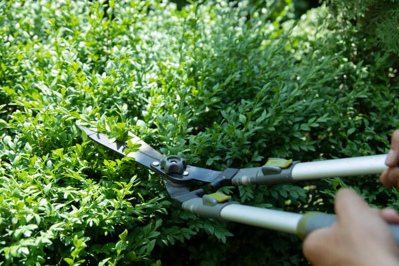 What are Hand Held Hedge Shears Used For